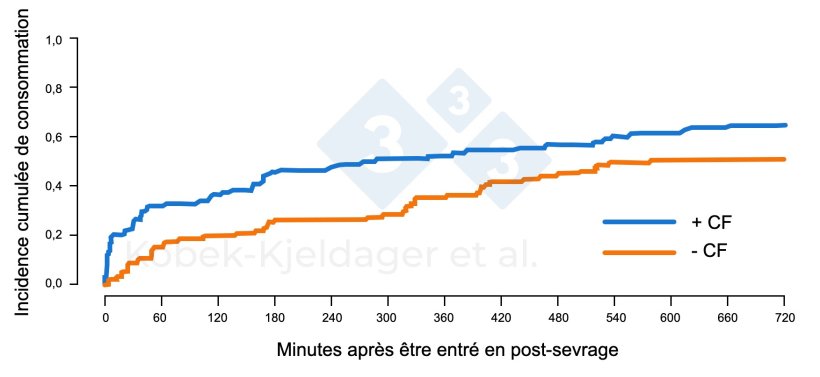 Figure 2. Incidence cumul&eacute;e de la consommation d'aliment&nbsp;porcelet apr&egrave;s leur entr&eacute;e dans les installations de post-sevrage, selon qu'ils ont re&ccedil;u ou non du creep-feed (+ CF) pendant la p&eacute;riode d'allaitement. Figure adapt&eacute;e de Kobek-kjeldager et al., 2021.
